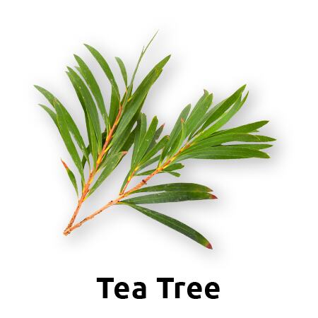 Ingredient 4