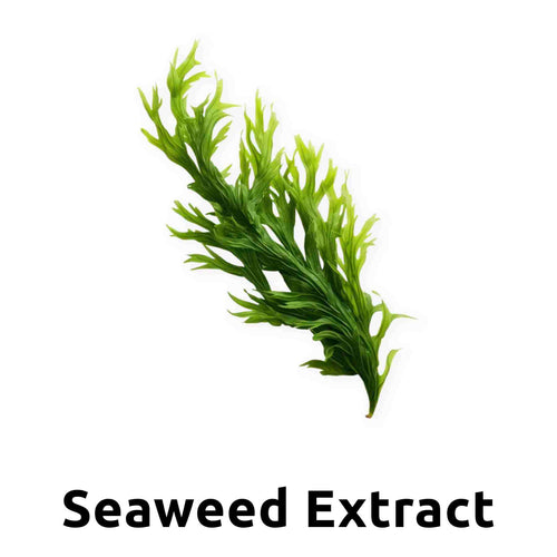 Ingredient 4